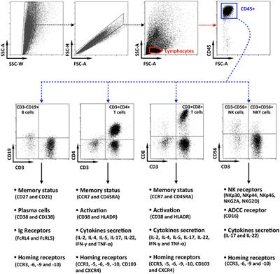 The Human Penis Is a Genuine Immunological Effector Site